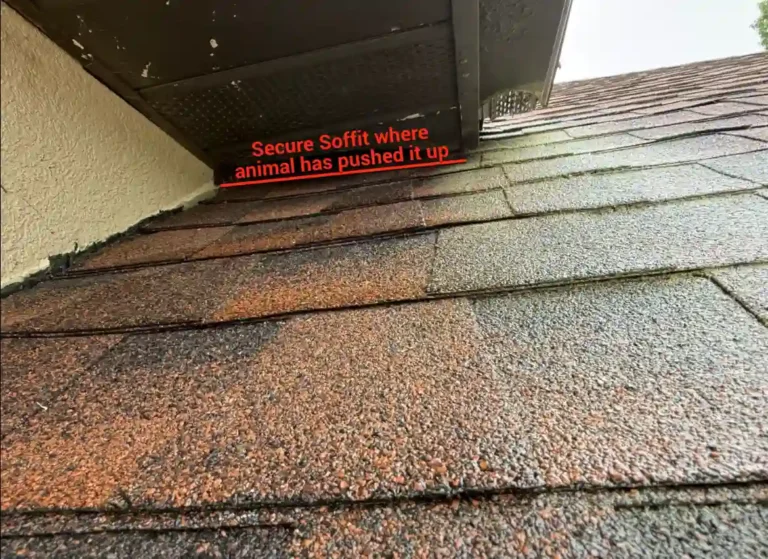 Damaged shingles and soffit where an animal pushed in at the roof edge